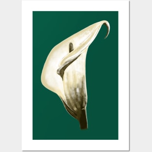 white calla lilies Posters and Art